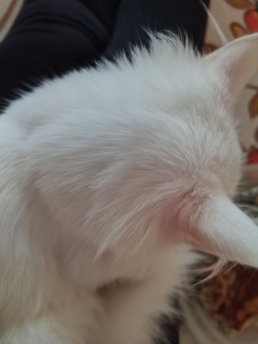 Бели котета, 4 мес.