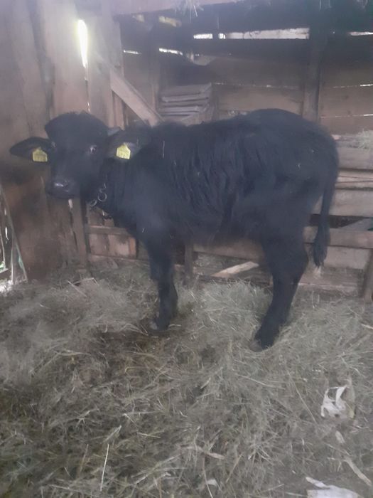 Vând viței de bivol