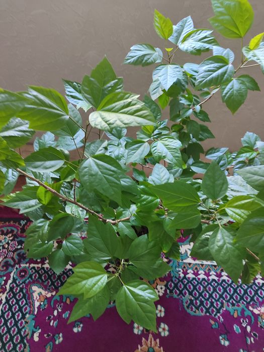 Продам китайскую розу