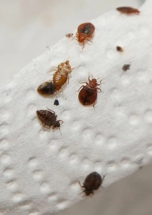 Klopa Tarakan Dezinfeksiya Xidli Xidsiz 2 yilgacha Kafolat