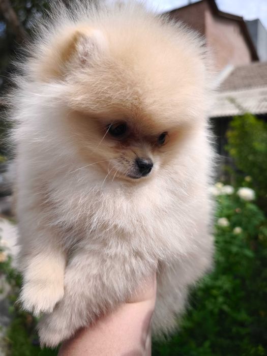 Щенок померанского шпица