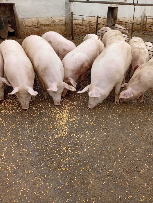 Продавам прасета 6лв