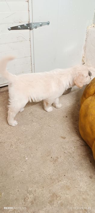 Голдън ретривър бебе