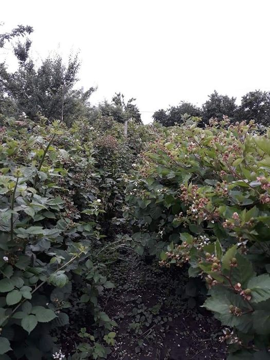 Butasi mure Arapaho, butasi cu mure gigant, fără spini