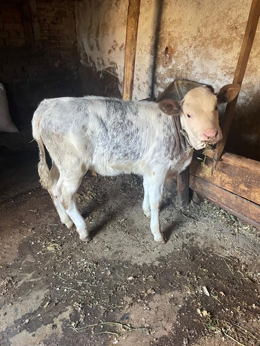 Vitea belgiana 7 saptamani