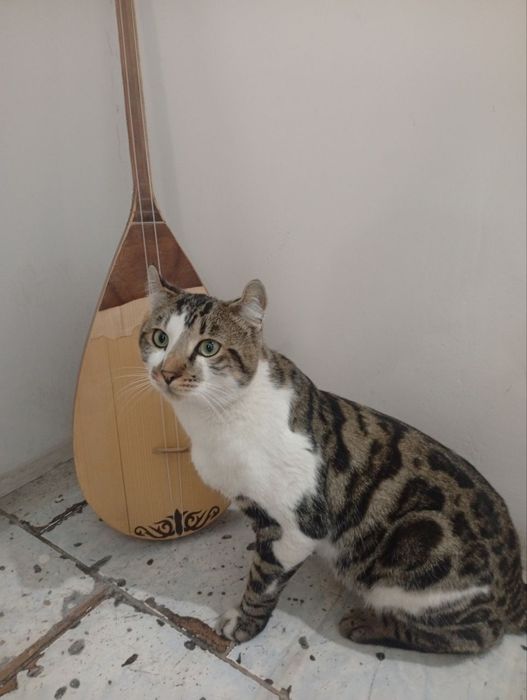 Бенгальский кошка кот мушук