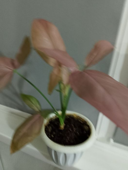 Продам сингониумы или обмен