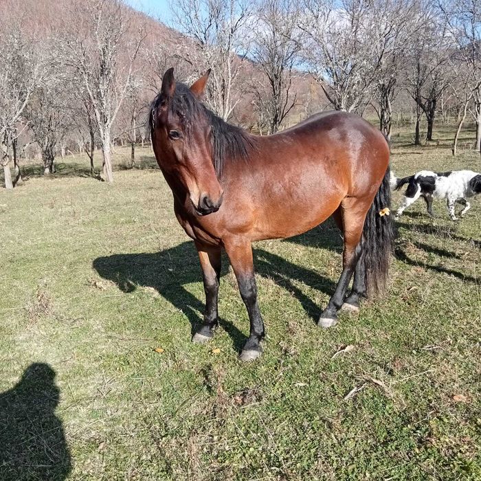 Cal murg de trei ani, cuminte.