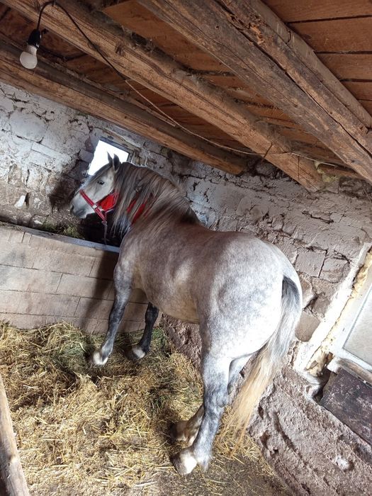 Vând doi cai și o iapă