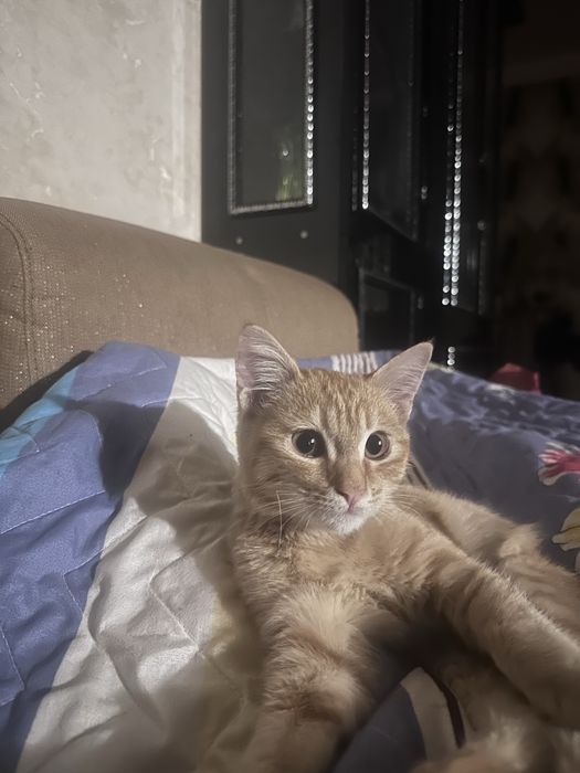 В подарок !!! в добрые руки