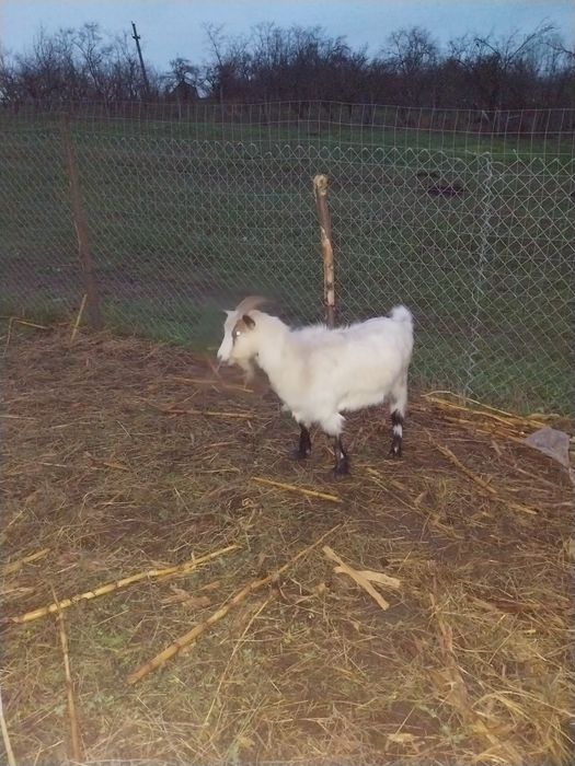 Se vind 4 capre tinere și un țap