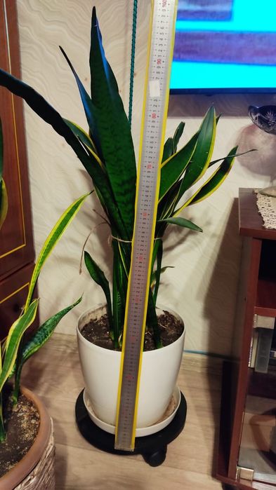 Сансевиерия комнатные растения