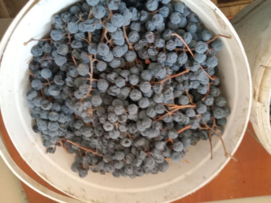 Продам. Виноград