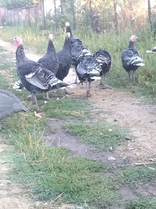 Vând curci de casă 7 luni.