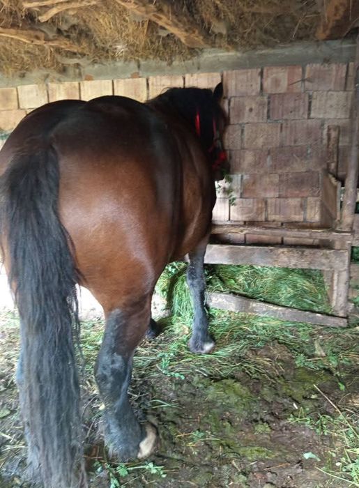 Mânză gestantă  are 2ani si 4 luni ca la carte