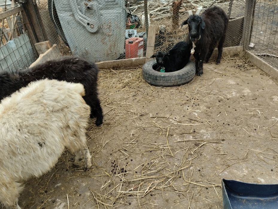 Продажа казлята 4 штуки