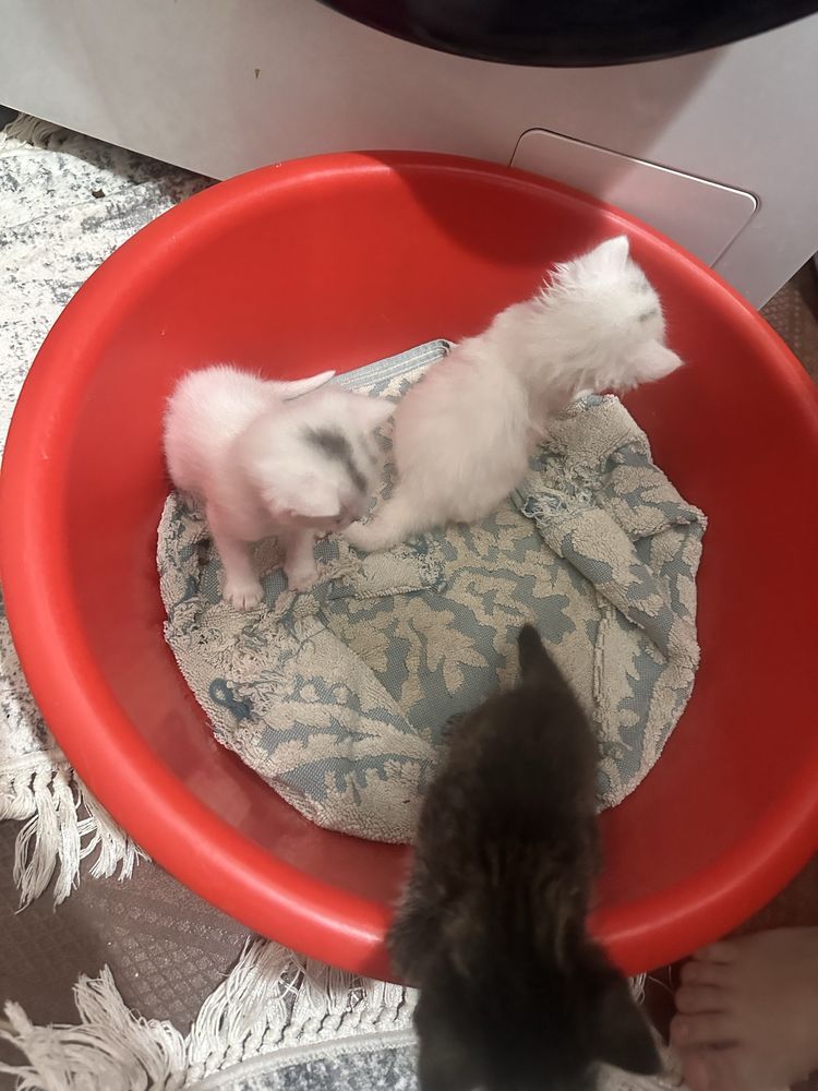 Продам красивых котят им всего пару месяцев
