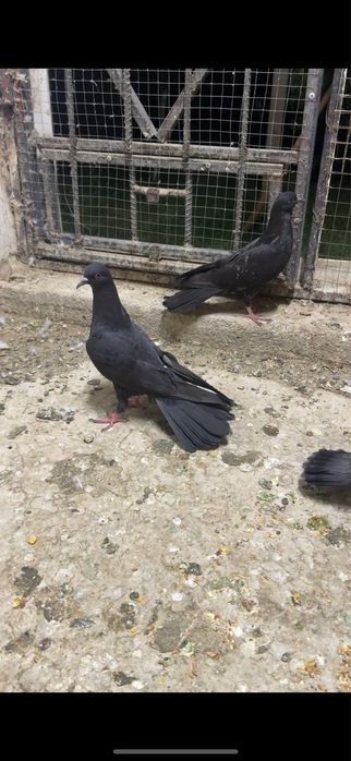 Голуби. Черные ширакохвостые молодые