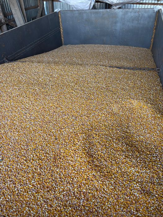 Vand porumb productie 2025