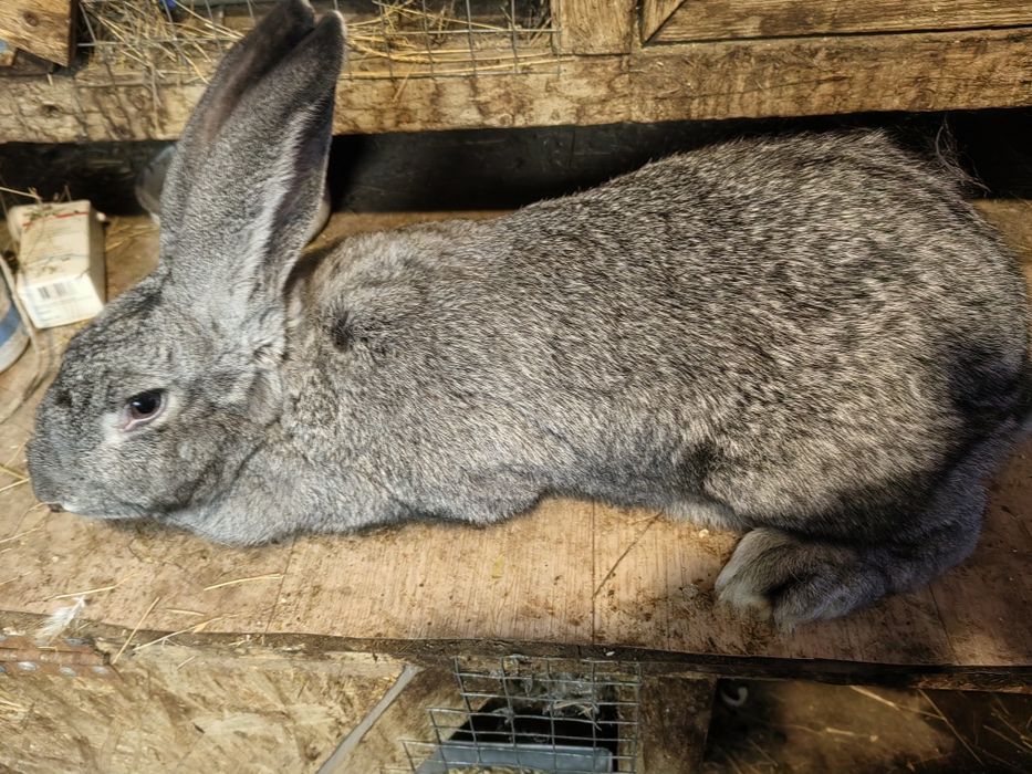 Кролл Породы Великан