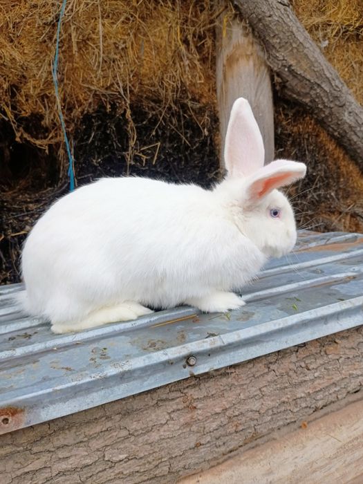 Iepure metis 7 luni, 3.5 kg, mascul