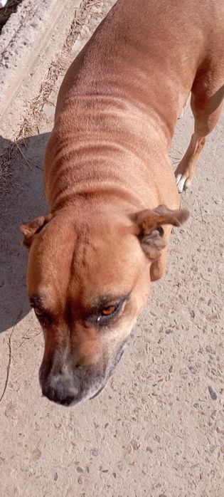 Pitbul sotiladi 3yosh