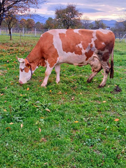 De vânzare gestanta