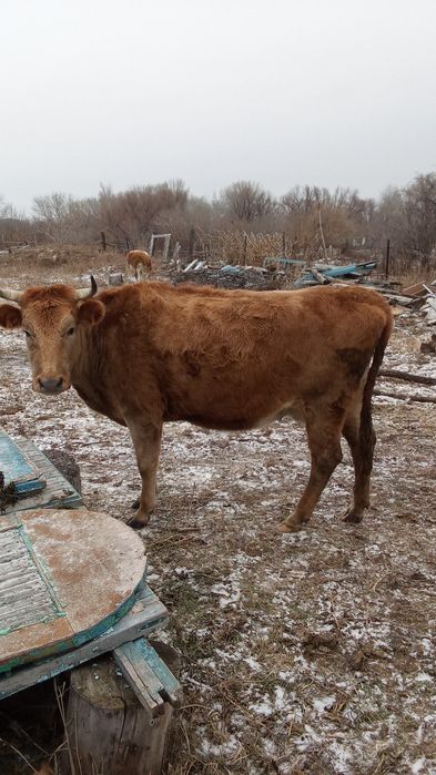 Павлодар сатам  бағасын келісеміз