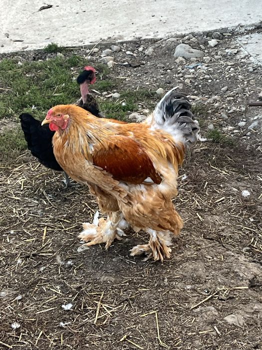 Vand gaini brahma de anul trecut