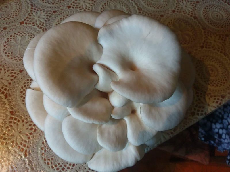 Гъби кладница, чували със заразен субстрат! " Ферма за гъби Койчеви