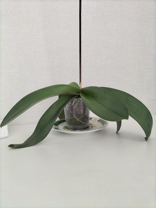 Орхидея орхидея.