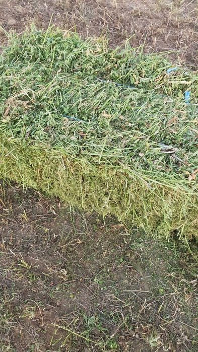 Vand baloti amestec de iarba cu lucerna