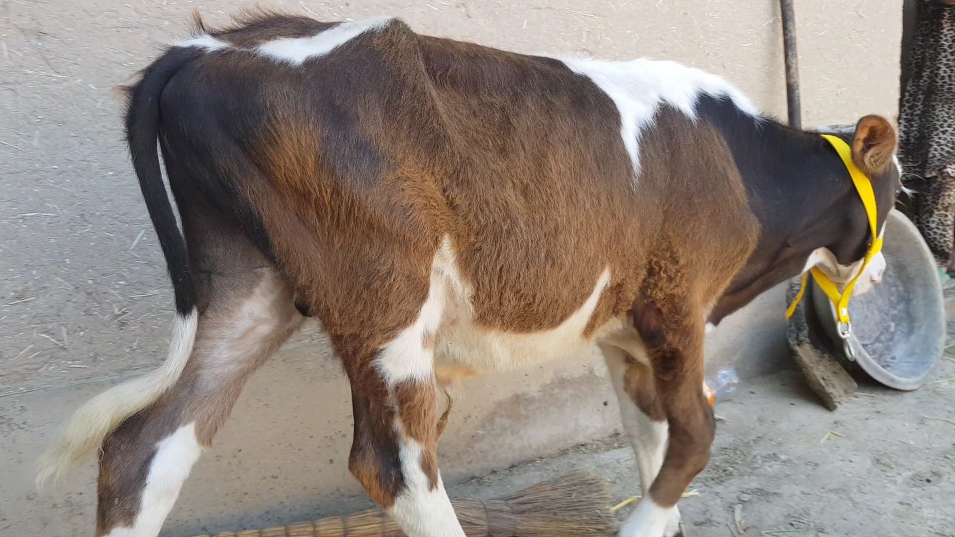 Buqachalar sotiladi