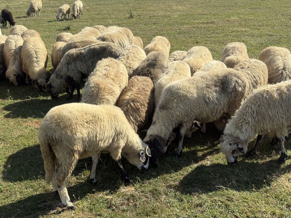 Vand oi, miei si berbeci