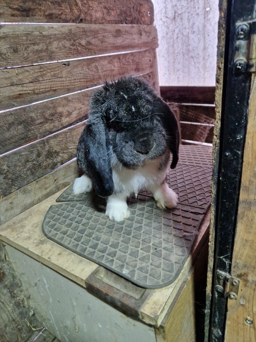 Mascul Berbec German