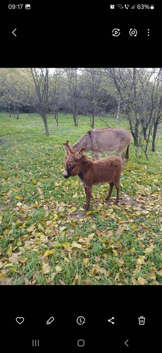 Disponibilă măgăriță cu puică după ea mai multe detalii la telefon