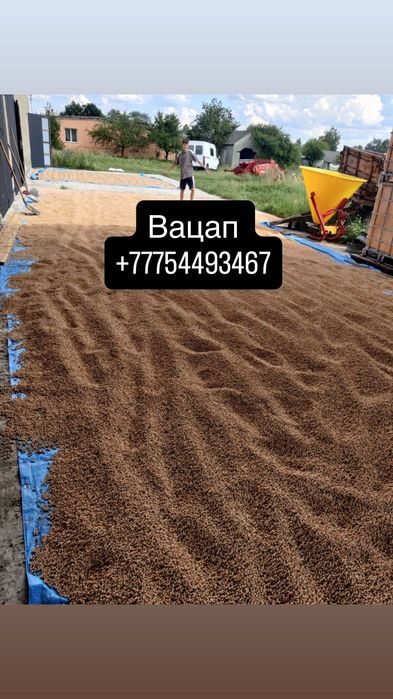 Продается пшеница отруби кукуруза