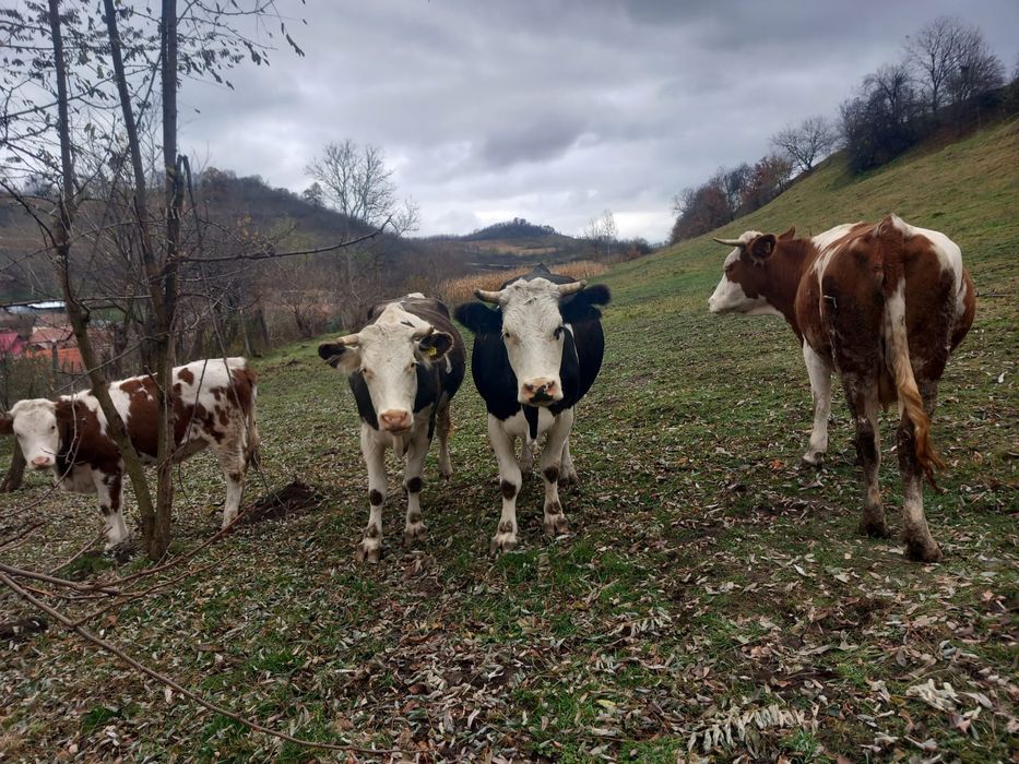 De vânzare trei vaci și o juninca