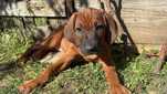 Pui Rhodesian Ridgeback disponibil