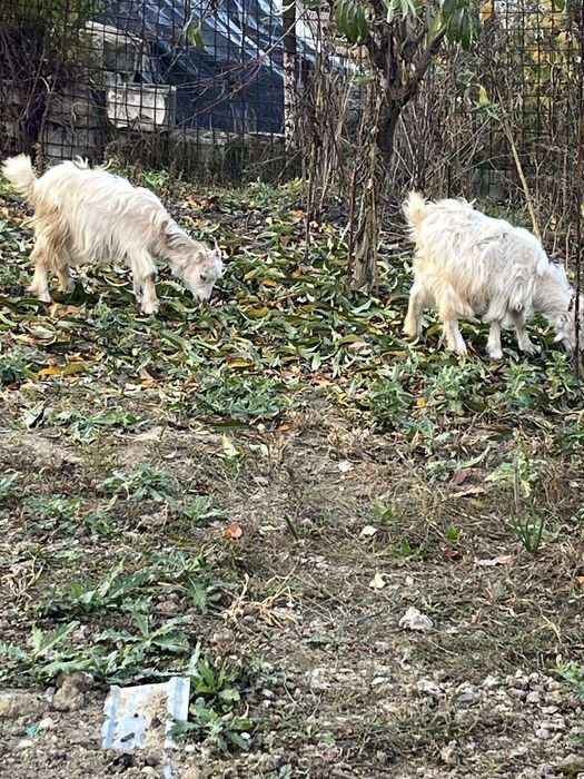 De vanzare 2 iedute de 5 luni