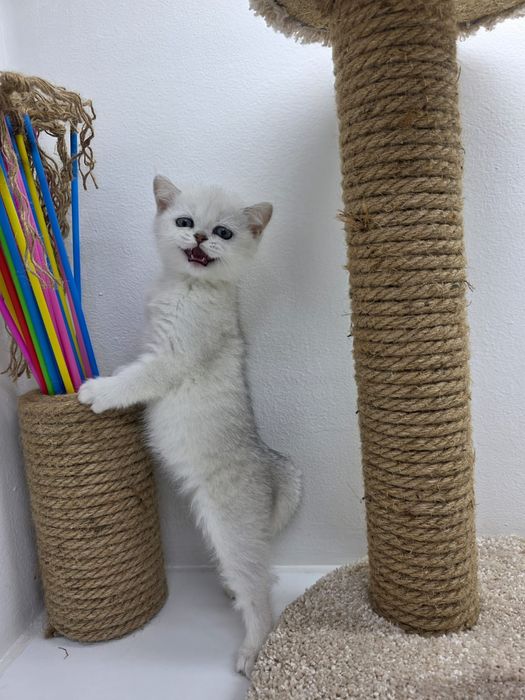 Британская кошечка и котик