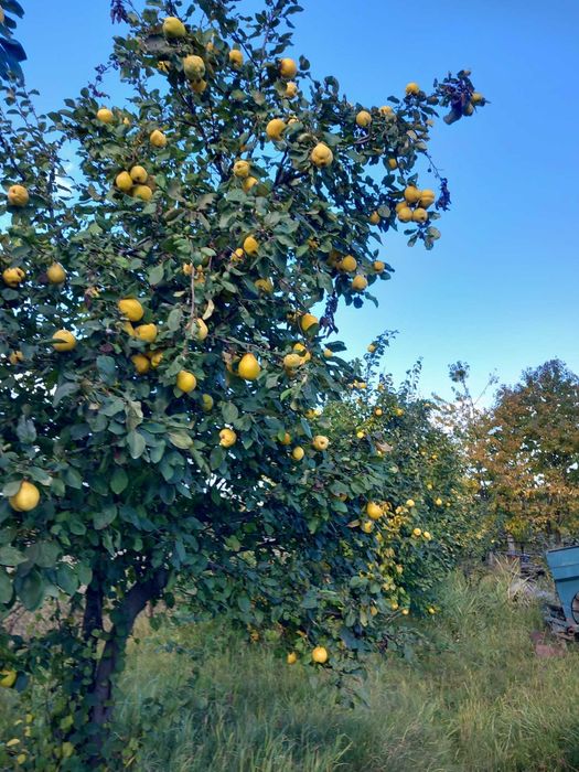 Gutui bio de vanzare