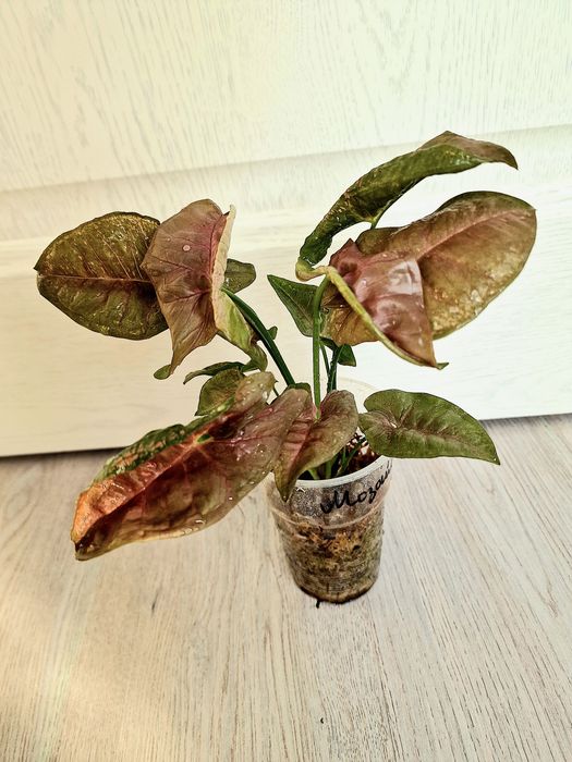 Сингониум Пинк Мозайка