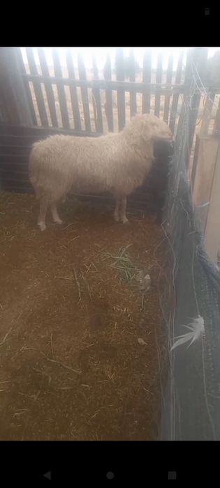 Berbec dau la schimb