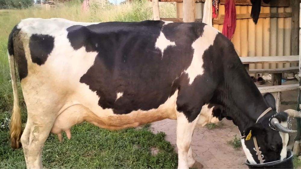 Продам дойную корову