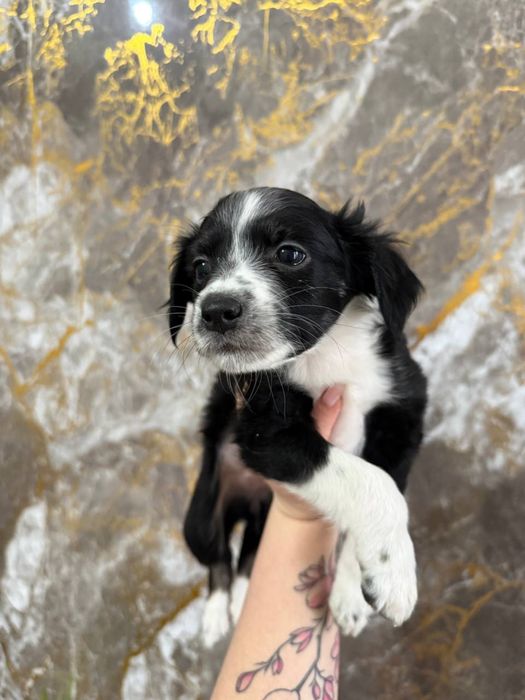 Отдам щенков даром в хорошие руки