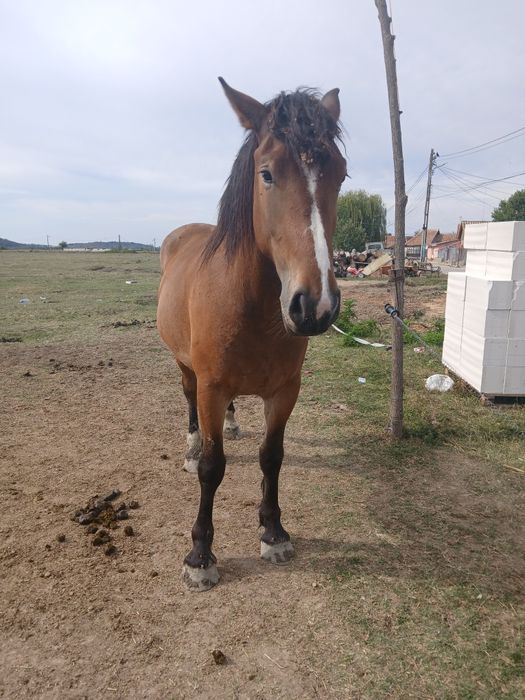 Două mînze de vînzare