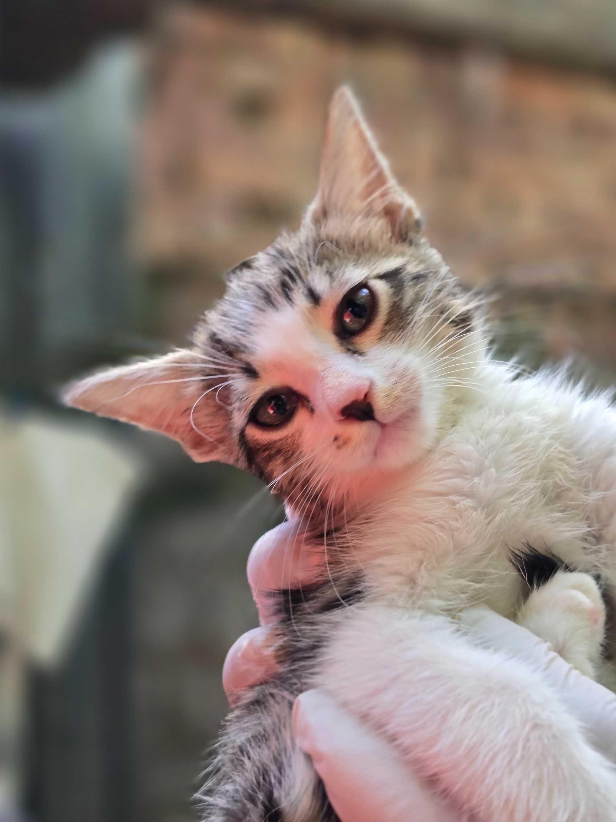 Котята, 1-2 месяца