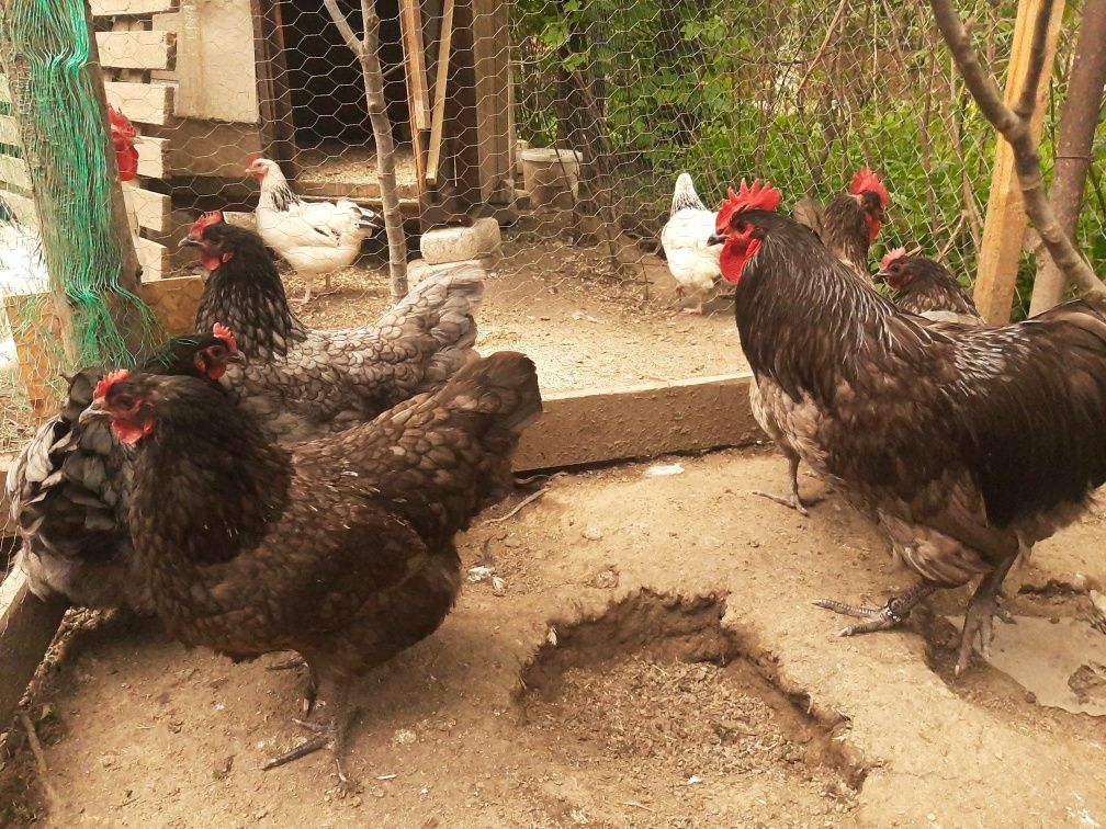 Gaini australorp albastru