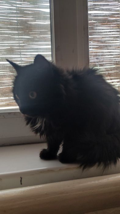 Пышык бесплатно кара